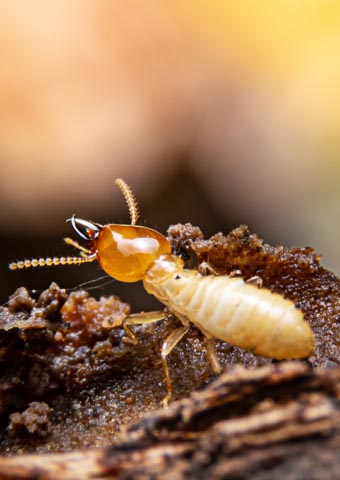 termites