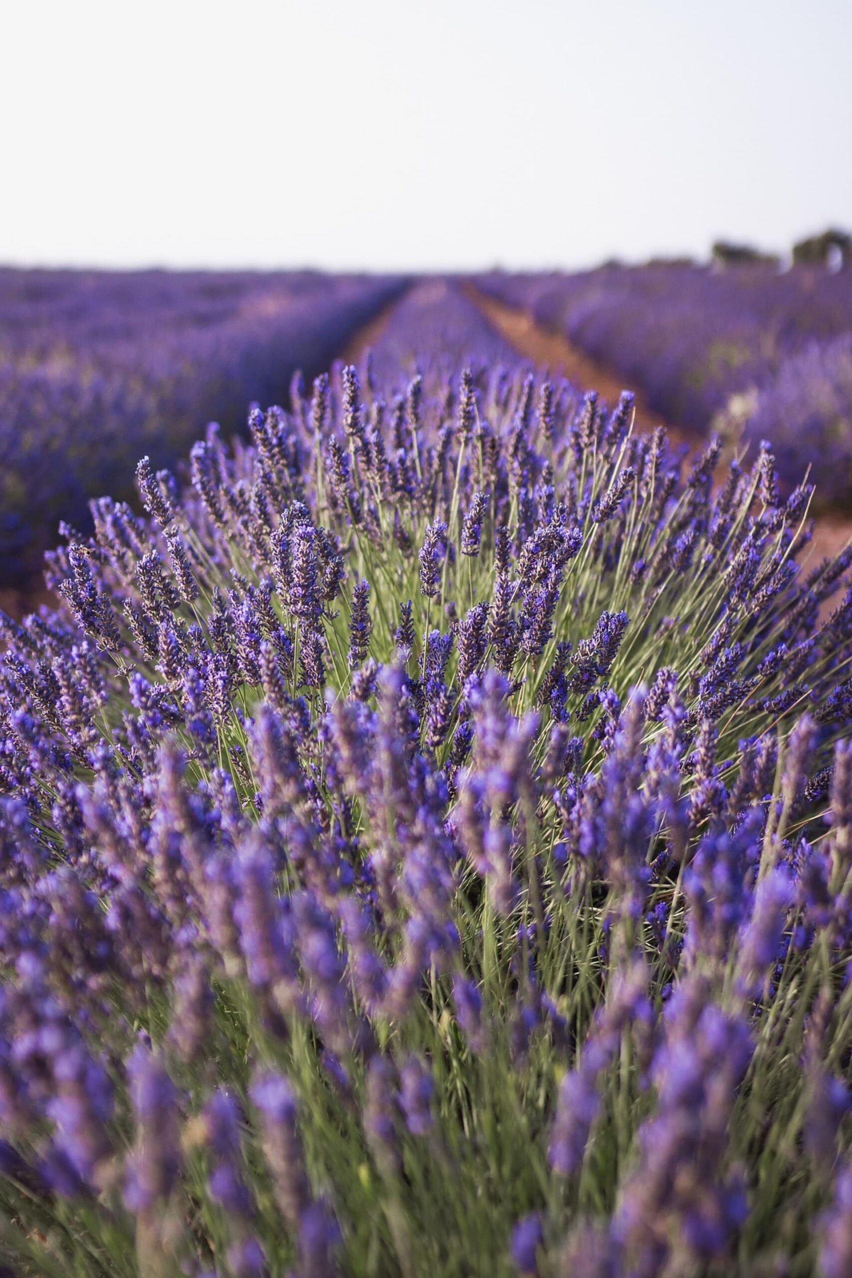 lavender-3605688_1920 (1) diagnostic immobilier provence