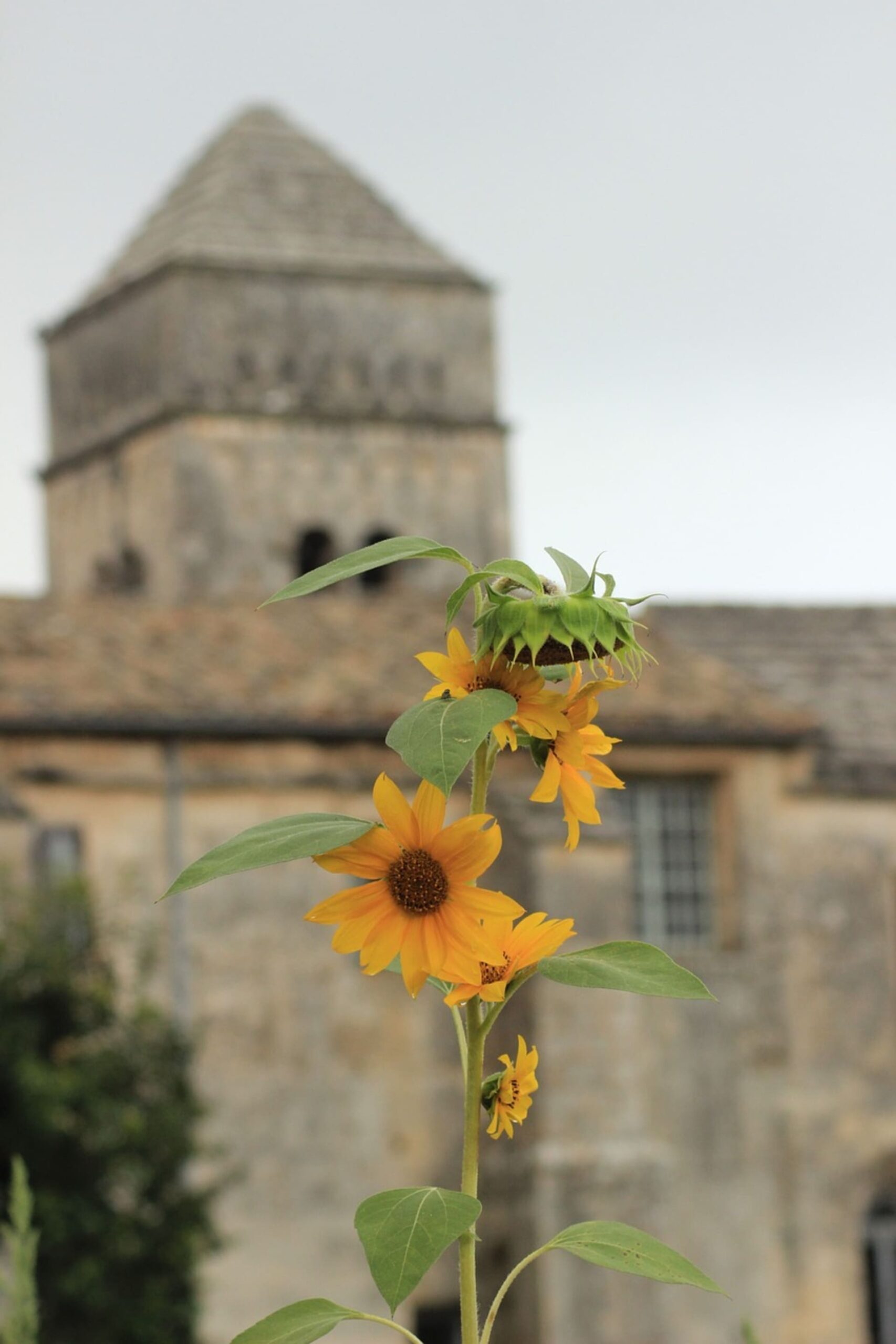 sunflowers-533363_1280 (1) DIAGNOSTICS IMMOBILIERS SAINT REMI DE PROVENCE